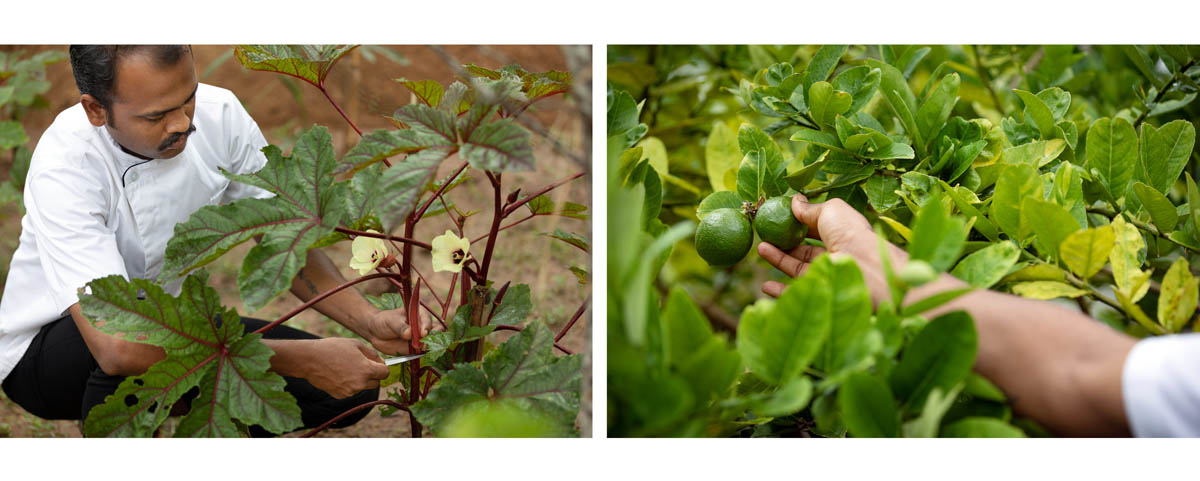 Fresh herbs, fruits and leaves gathered in a tropical garden
